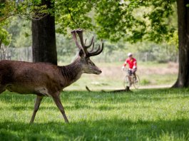 En İyi Londra Parkları londra parkları